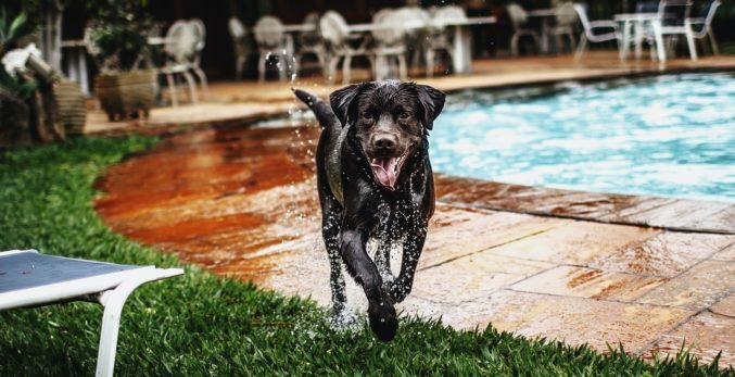 wet black dog sticking tongue out beside