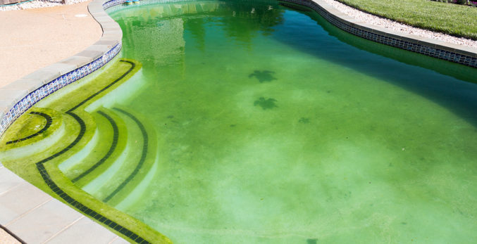 A closeup look of a pool covered with algae